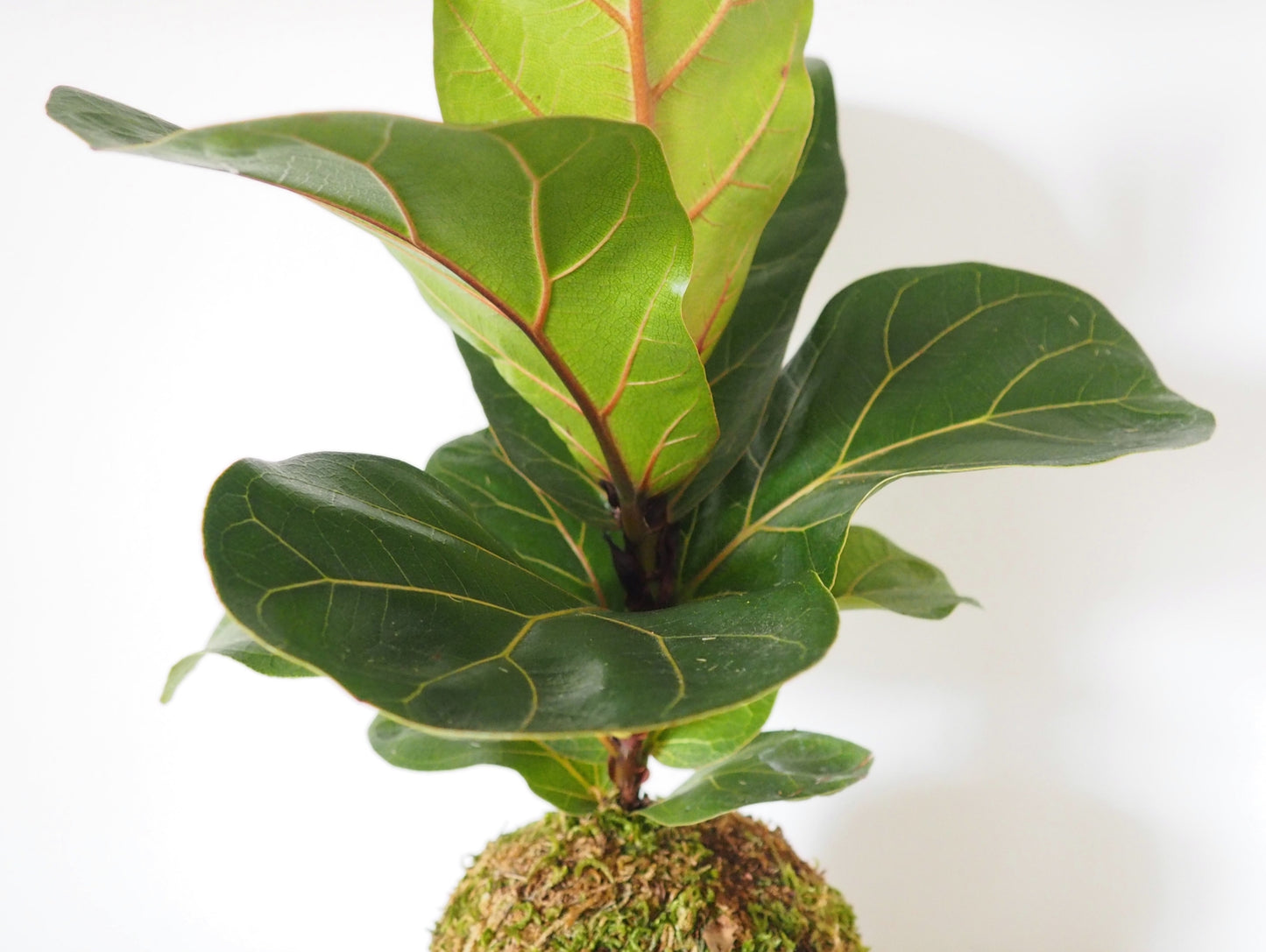 Ficus Lyrata Kokedama