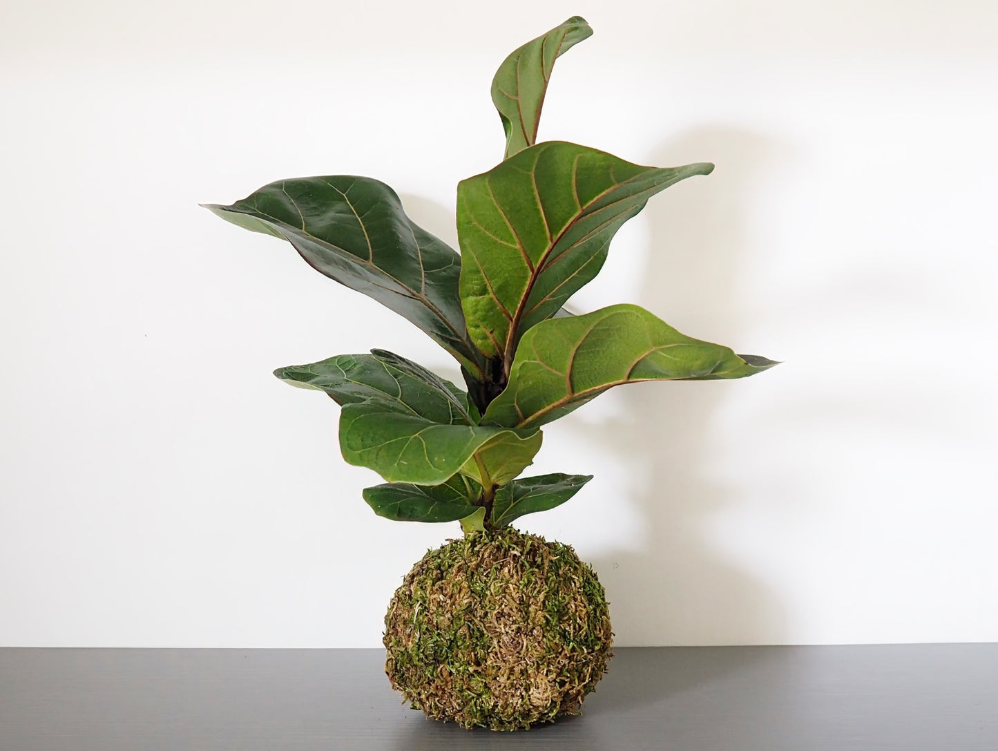 Ficus Lyrata Kokedama