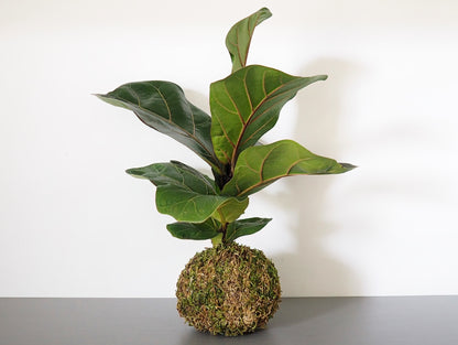 Ficus Lyrata Kokedama