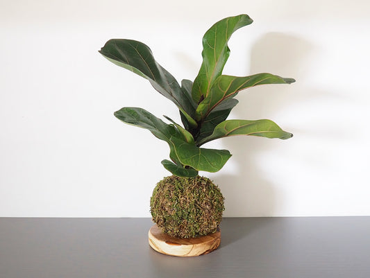 Ficus Lyrata Kokedama