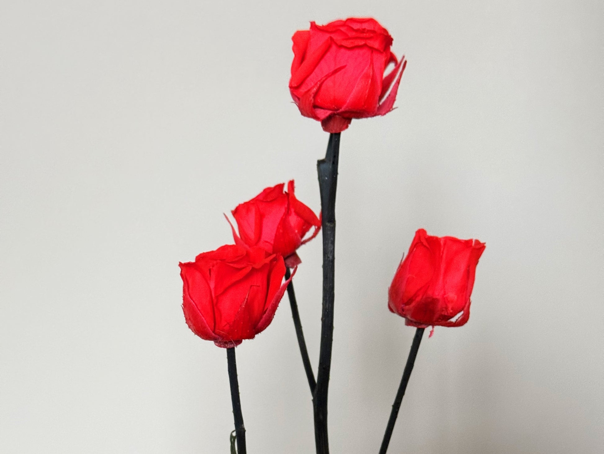 Kokedama Rosa Stabilizzato