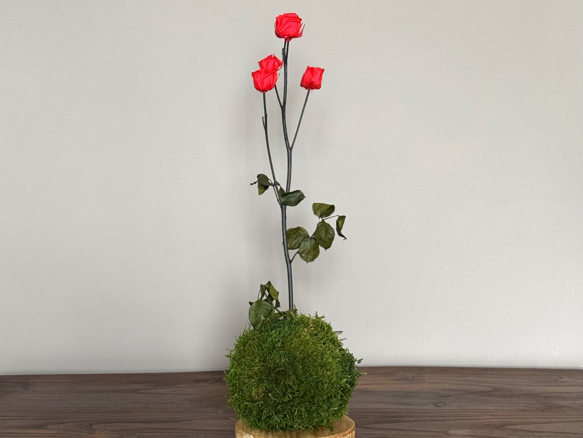 Kokedama Rosa Stabilizzato