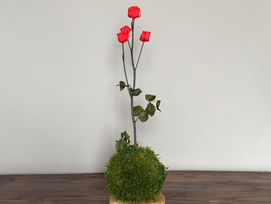 Kokedama Rosa Stabilizzato