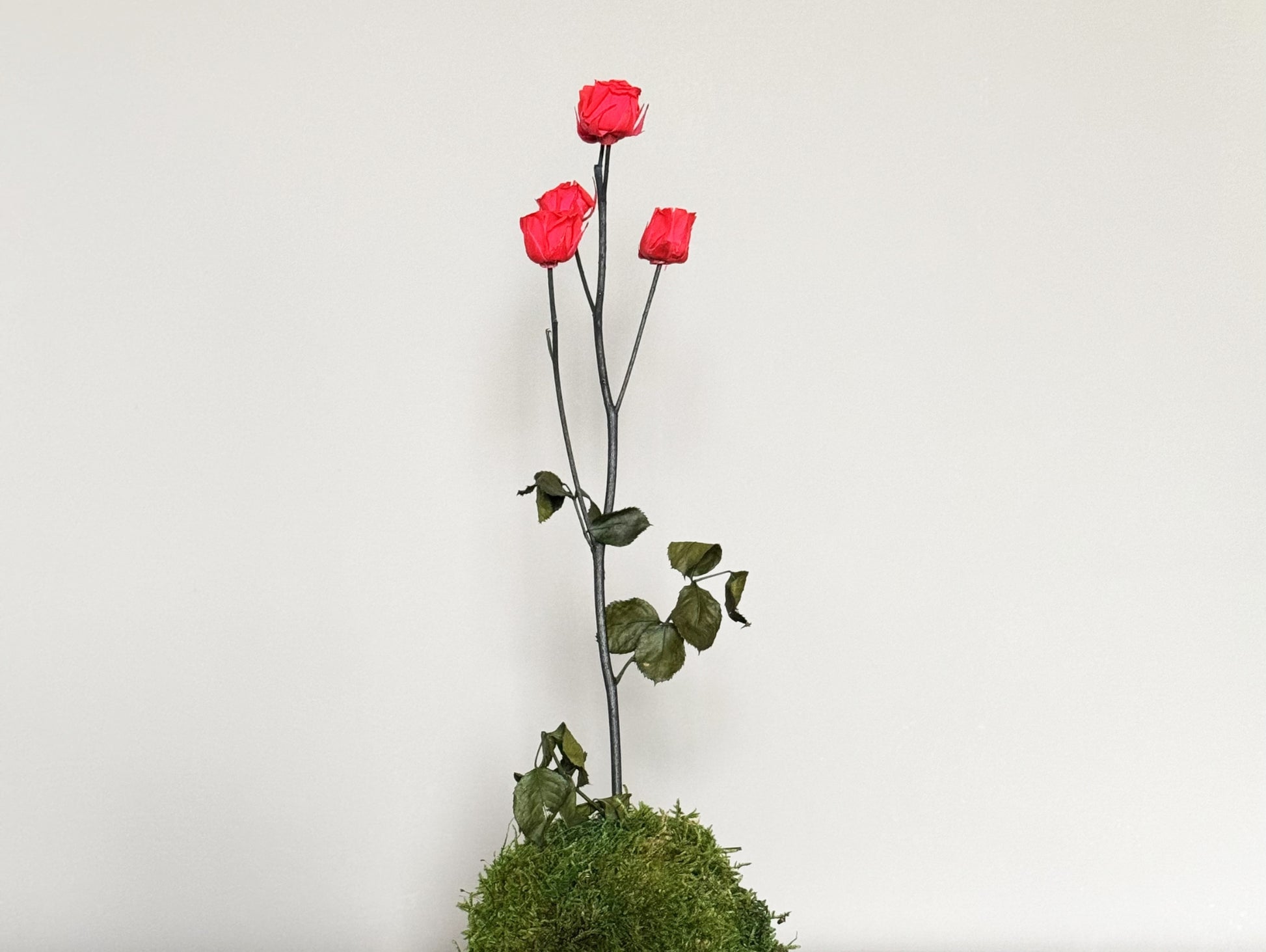 Kokedama Rosa Stabilizzato