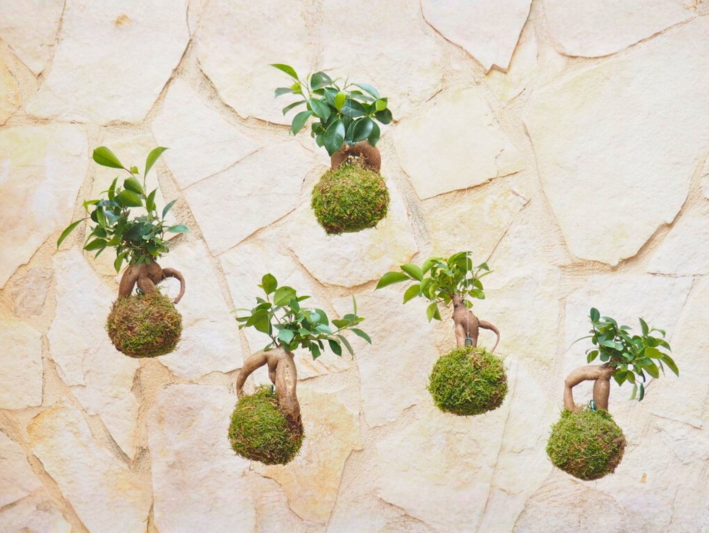 Bomboniera Kokedama Bonsai Orientali