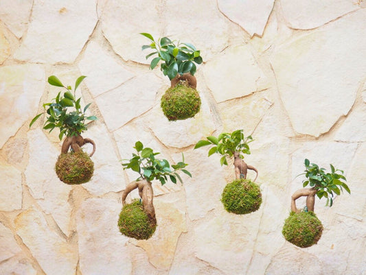 Bomboniera Kokedama Bonsai Orientali