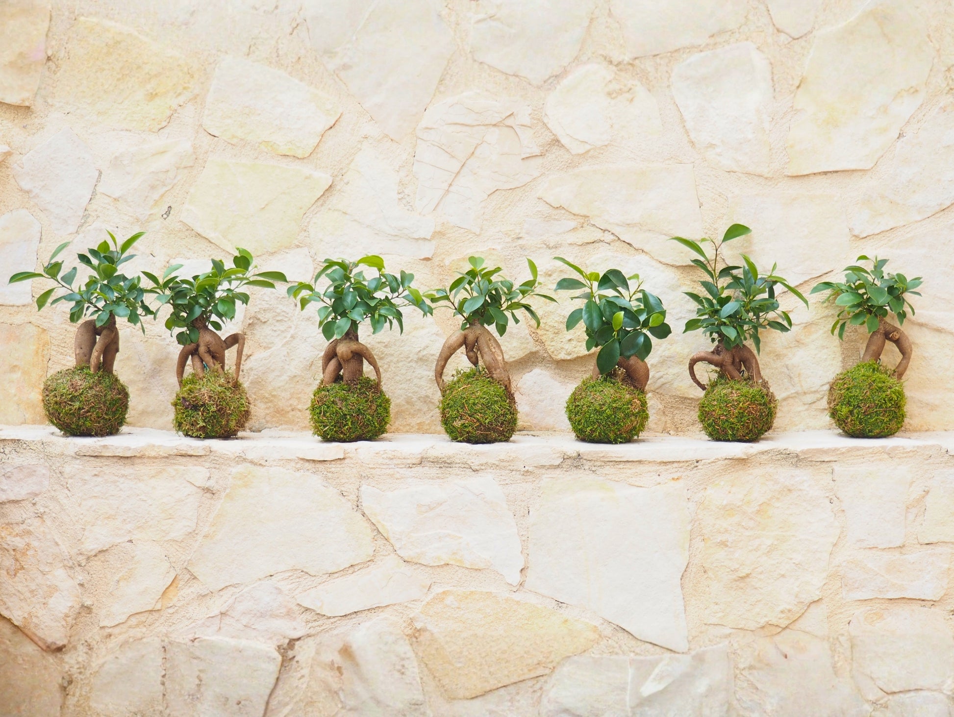 bonsai tree wedding favors Kokedama Bonsai Favor – Greendama