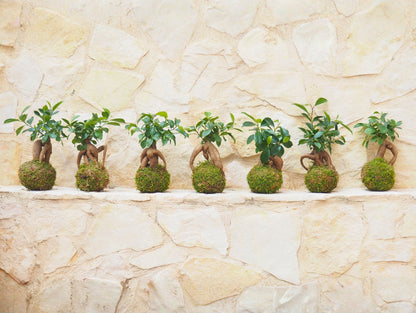 Bomboniera Kokedama Bonsai Orientali