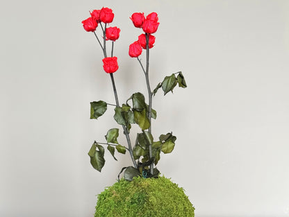 Kokedama Stabilizzato Rose
