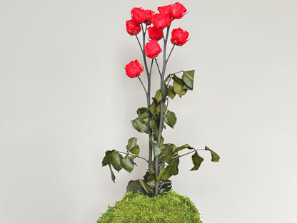 Kokedama Stabilizzato Rose