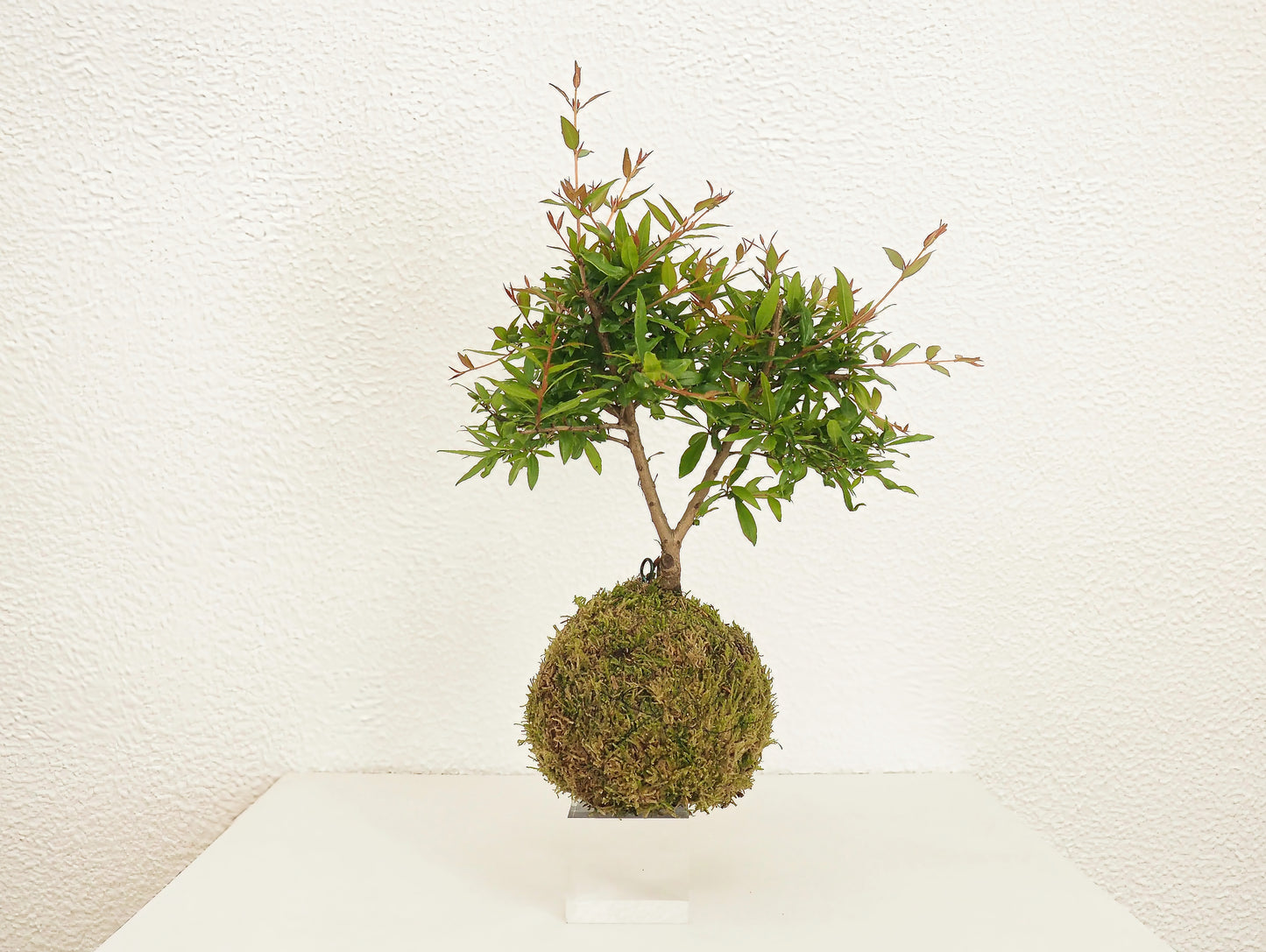 Pomegranate Bonsai Kokedama