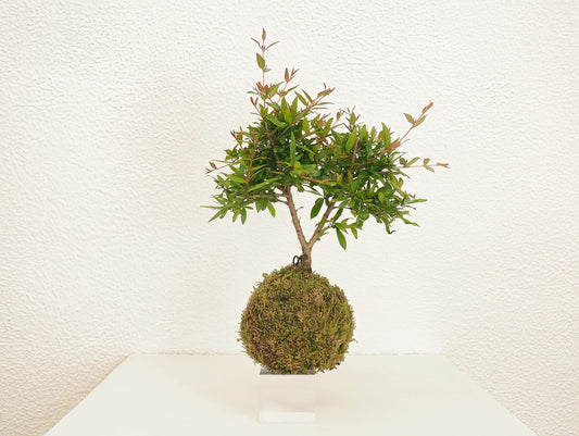 Pomegranate Bonsai Kokedama