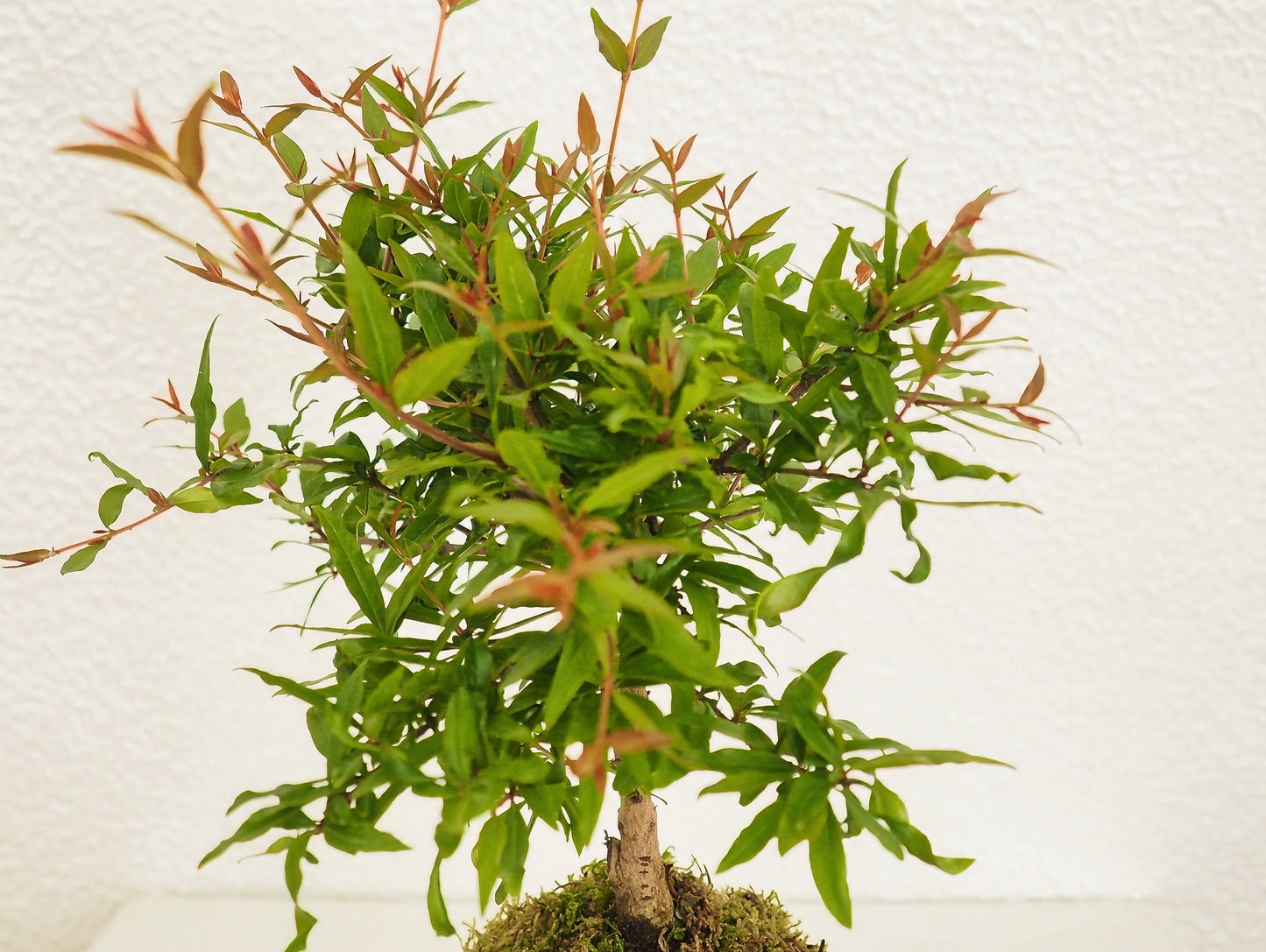 Pomegranate Bonsai Kokedama