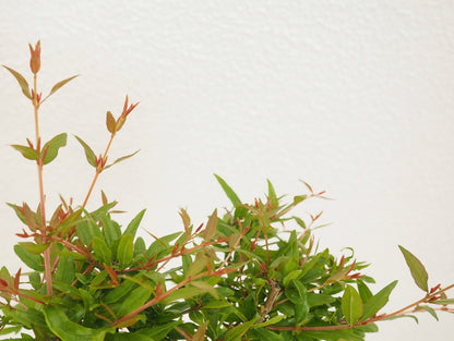 Pomegranate Bonsai Kokedama