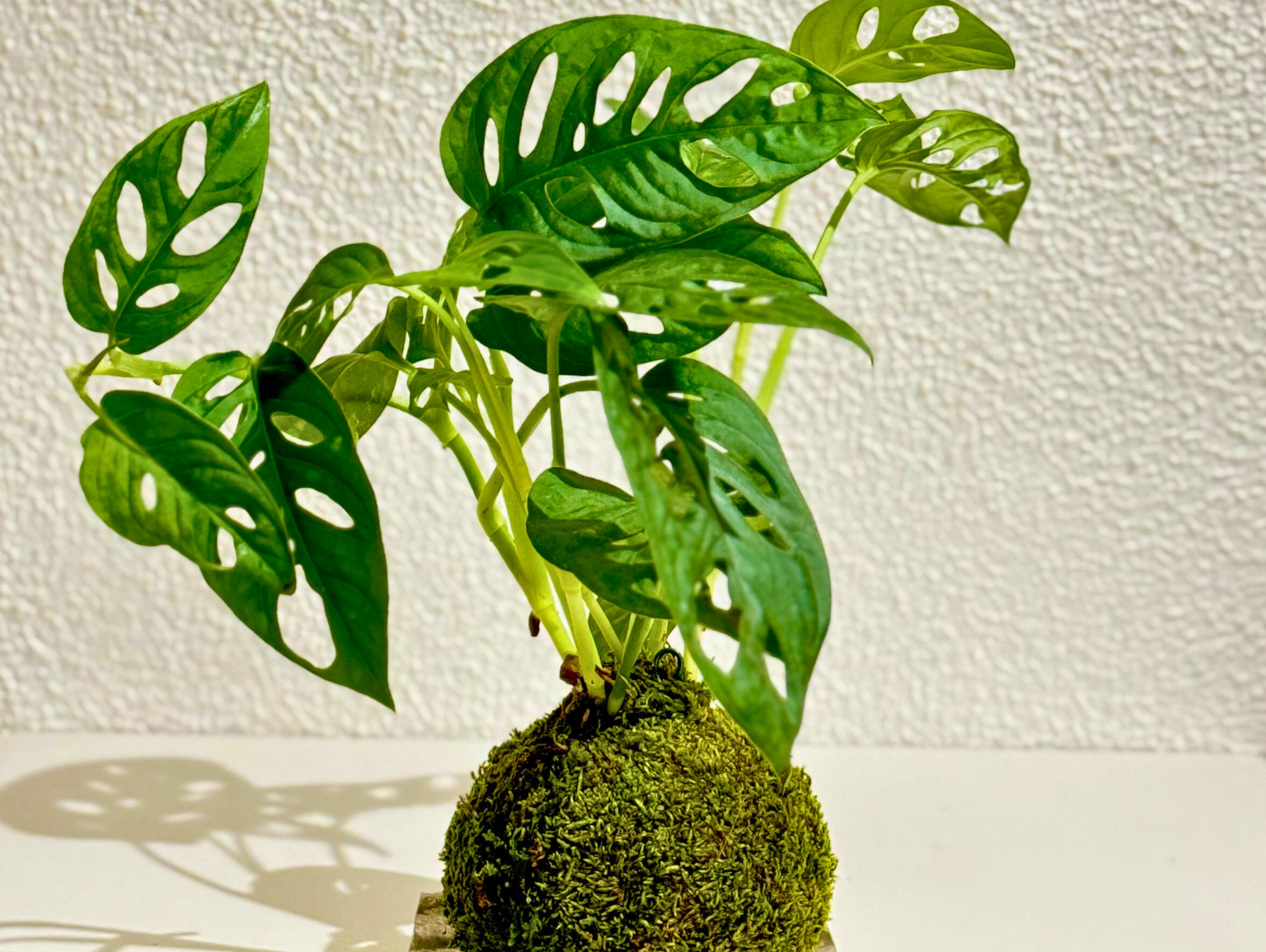 monstera adansonii kokedama Monstera Adansonii Kokedama – Greendama