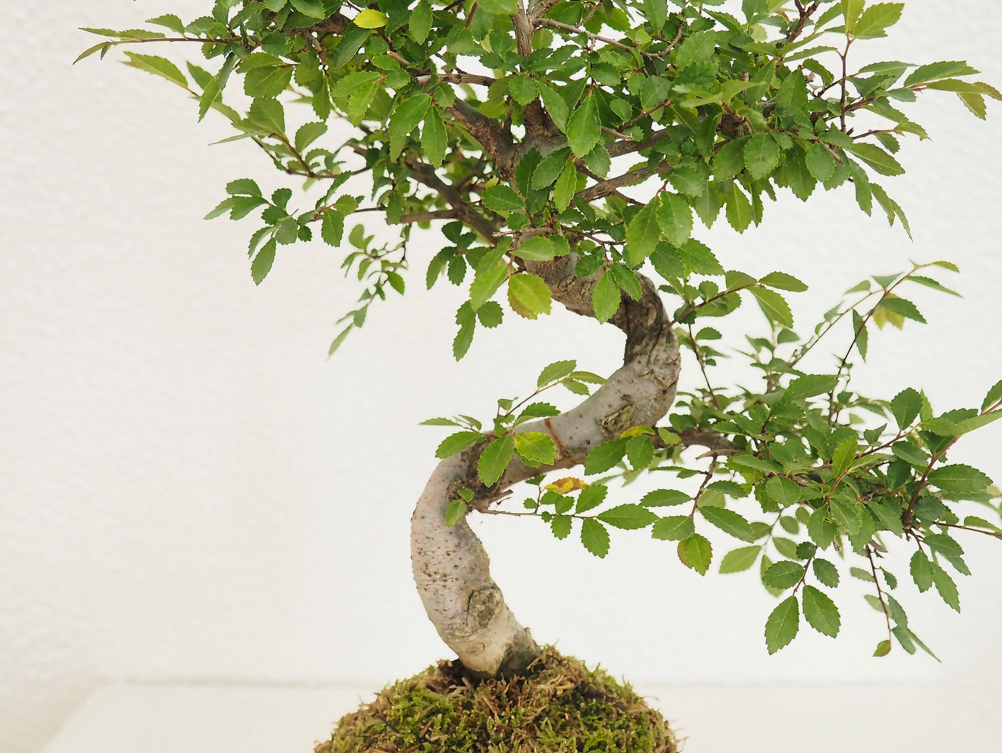 Olmo Cinese Bonsai Kokedama