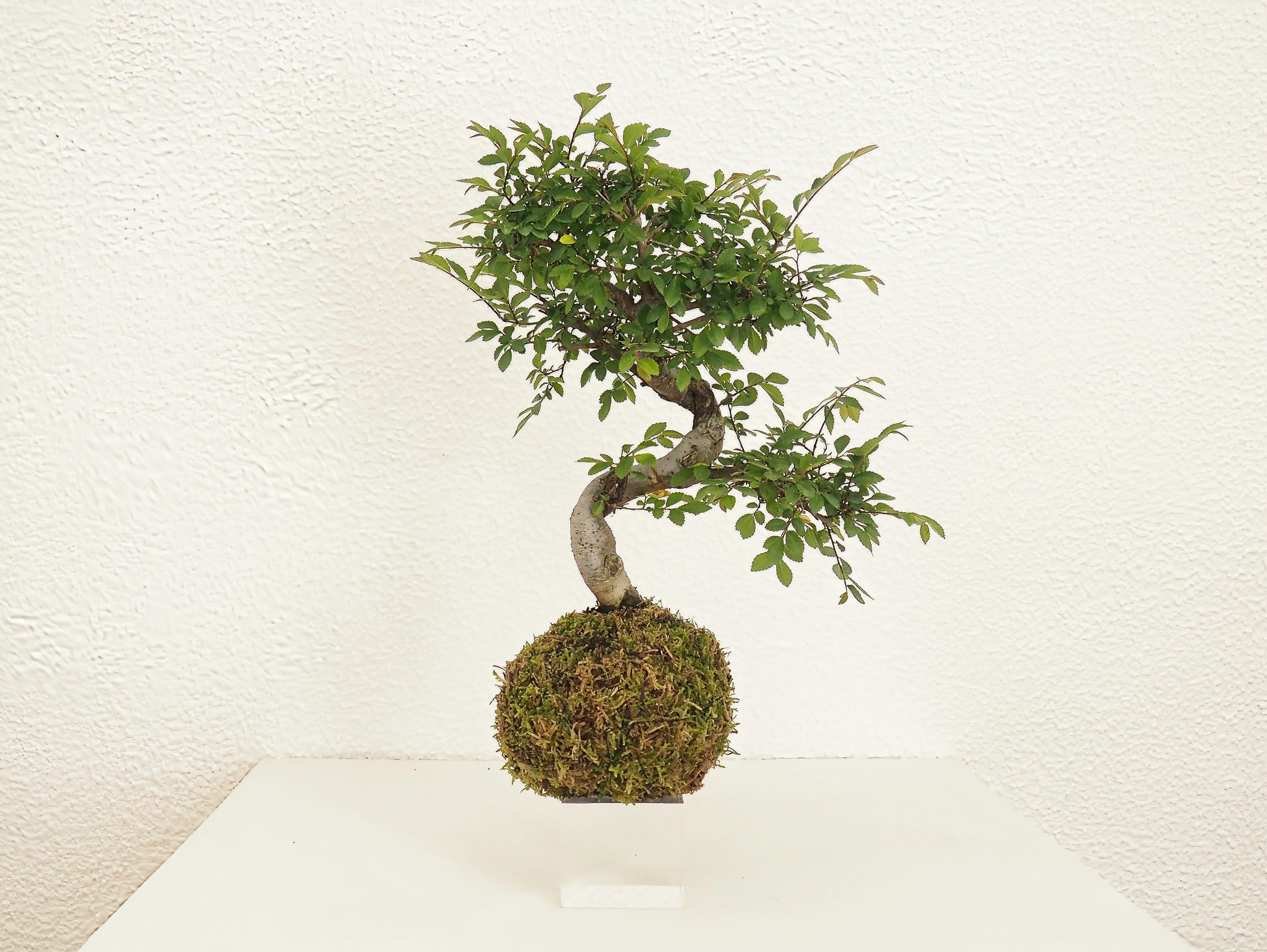 Olmo Cinese Bonsai Kokedama