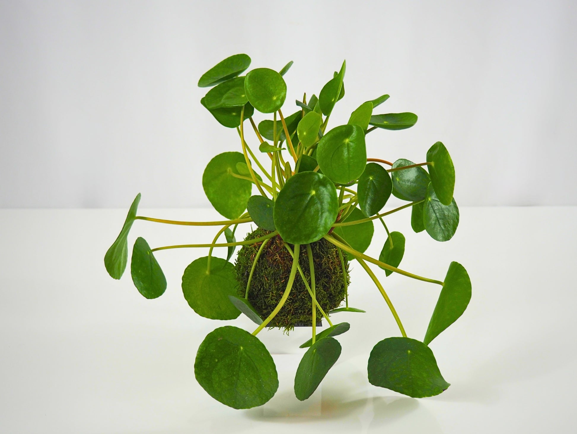 Pilea kokedama pianta da interno