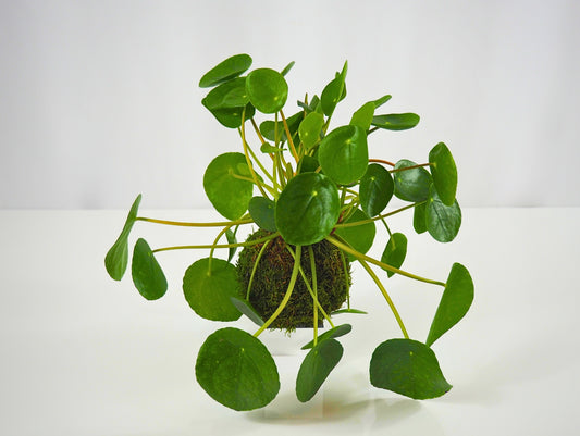 Pilea kokedama pianta da interno