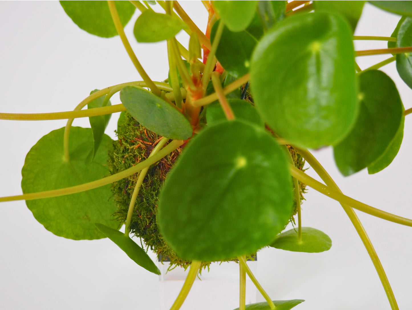 Pilea kokedama pianta da interno