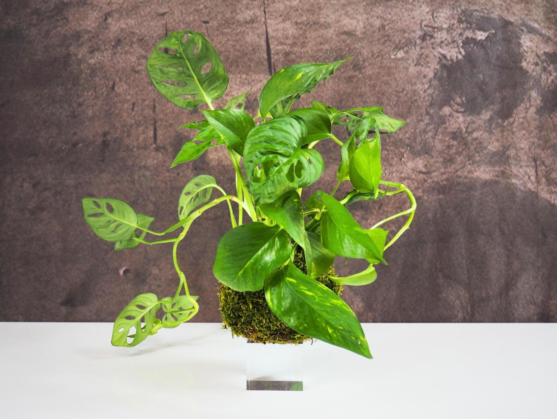 is monstera a pothos Monstera Adansonii Pothos Kokedama Mix – Greendama
