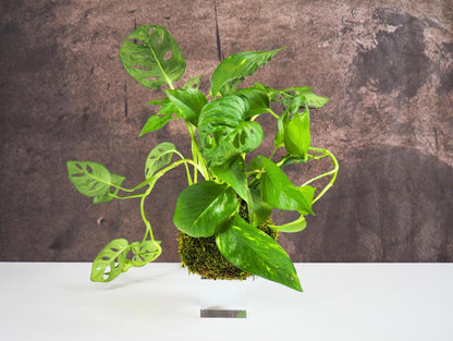 Monstera Adansonii Pothos Kokedama pianta da interno