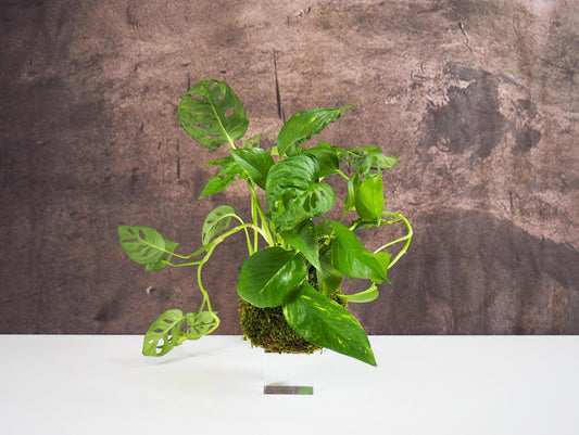Monstera Adansonii Pothos Kokedama pianta da interno