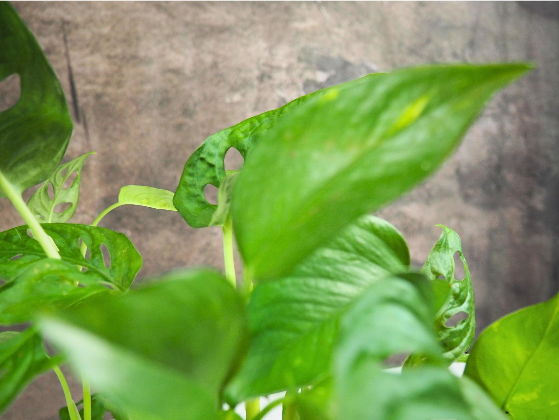 Monstera Adansonii Pothos Kokedama pianta da interno