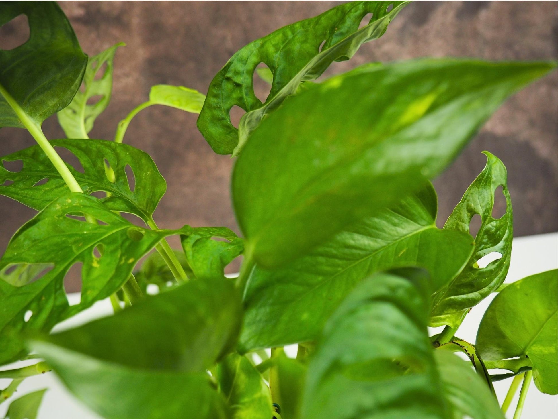 monstera adansonii kokedama Monstera Adansonii Pothos Kokedama Mix – Greendama