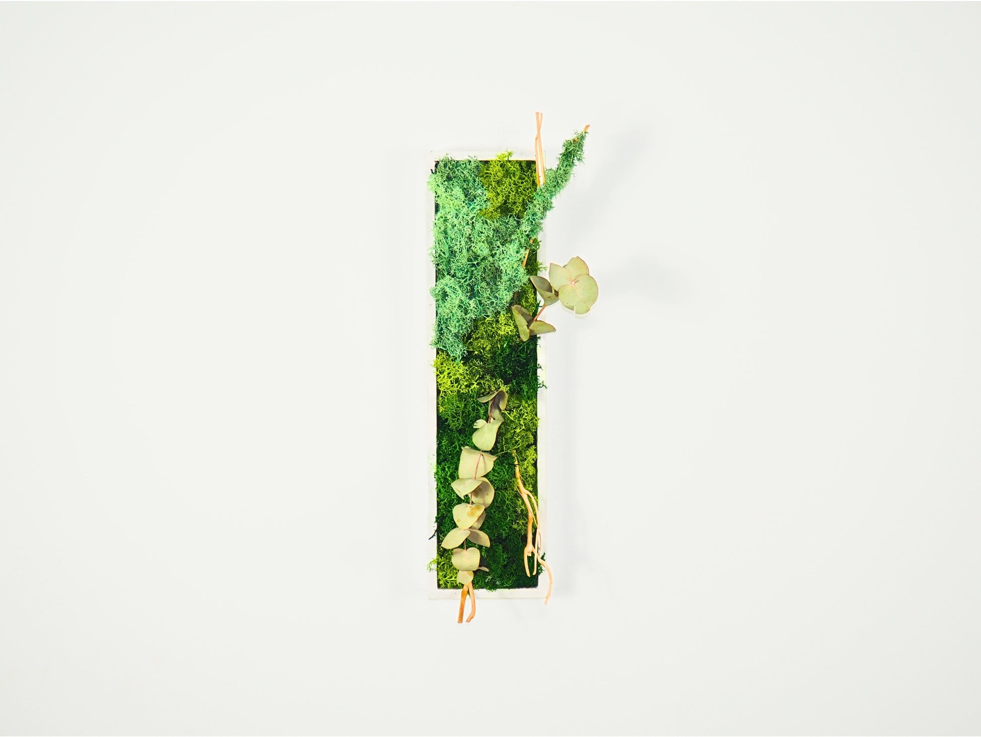 Quadro vegetale muschio e piante stabilizzate