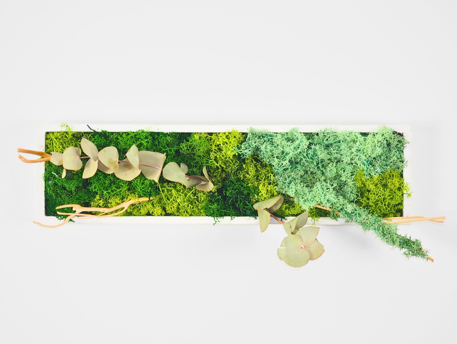 Quadro vegetale muschio e piante stabilizzate