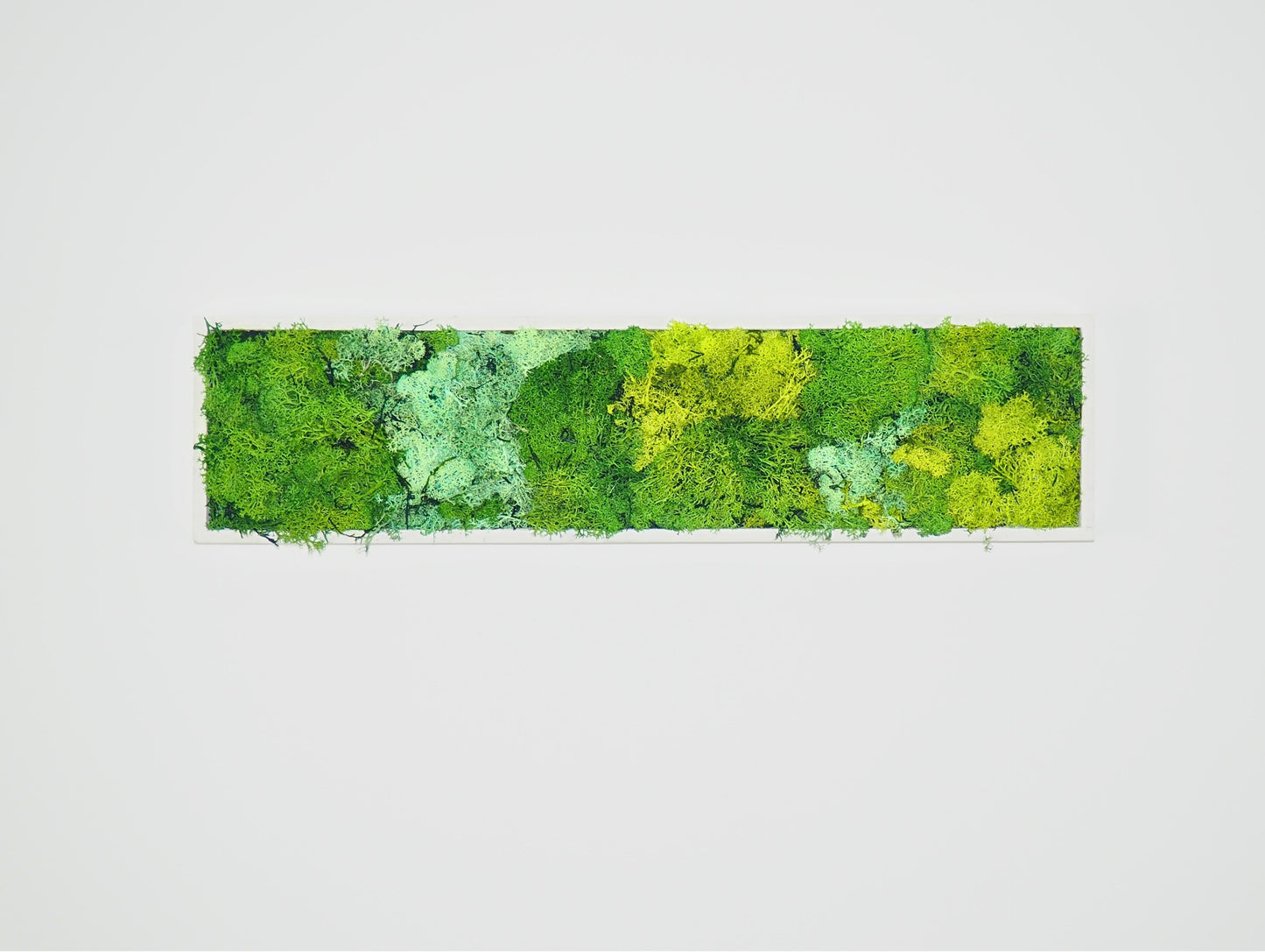 Stabilized Plant Frame Shade