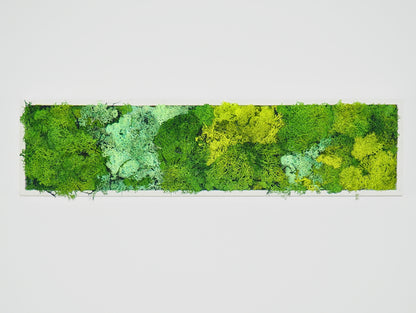 Stabilized Plant Frame Shade