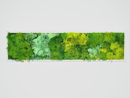 Stabilized Plant Frame Shade