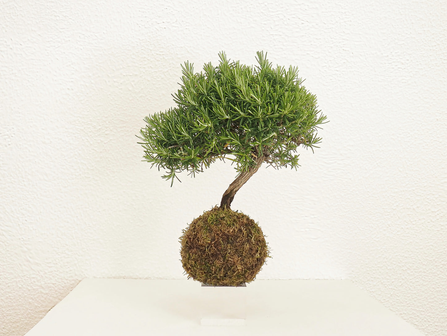Rosemary Bonsai Kokedama