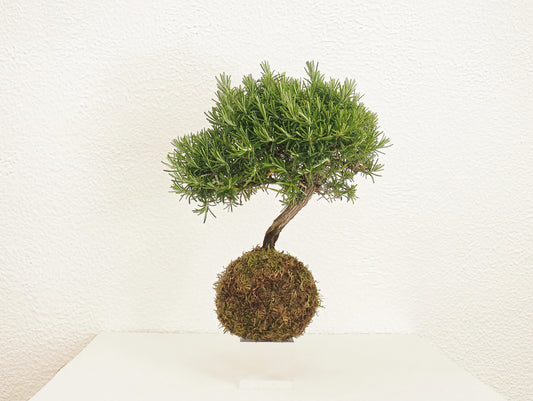 Rosemary Bonsai Kokedama