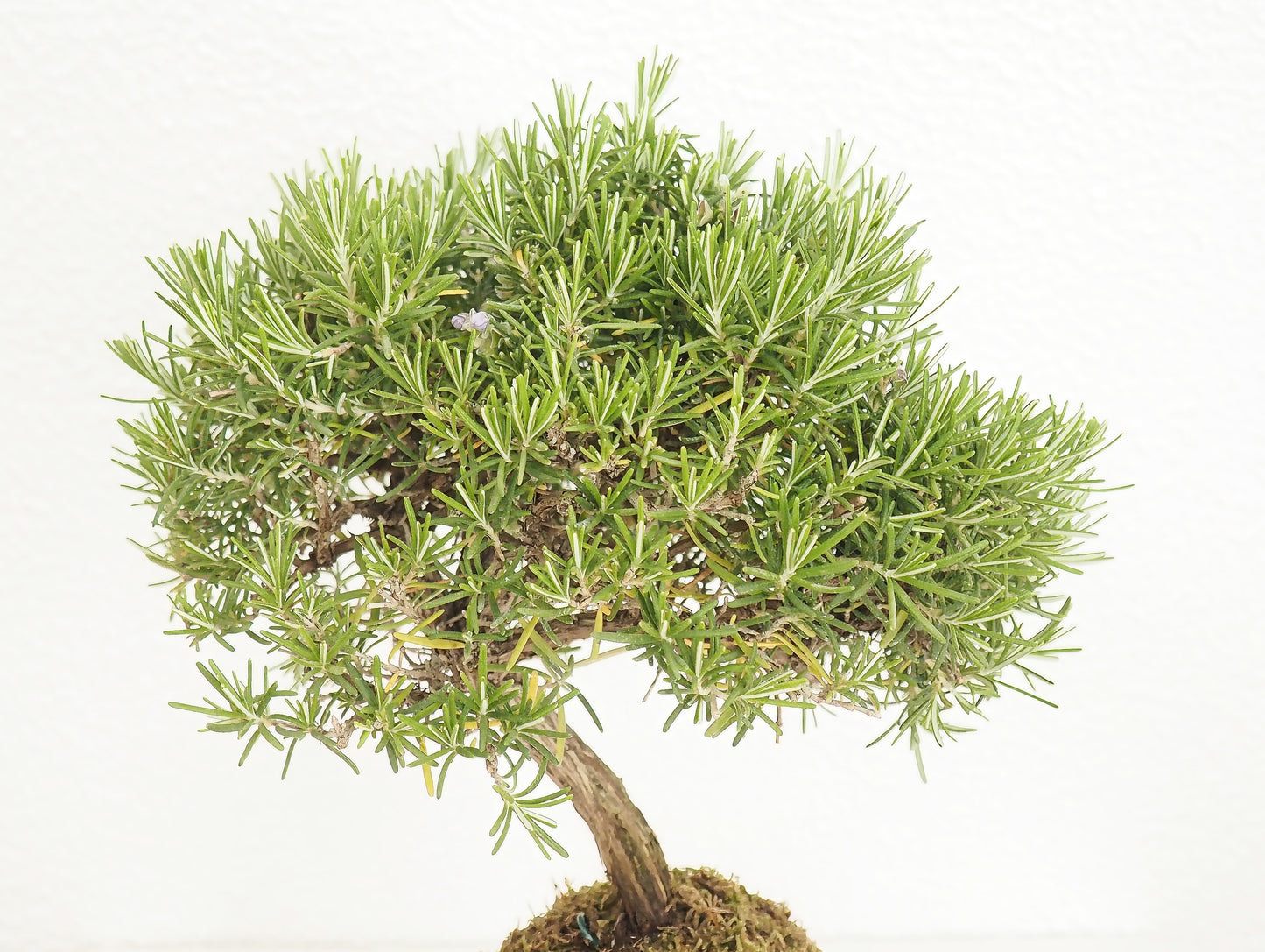 Rosemary Bonsai Kokedama