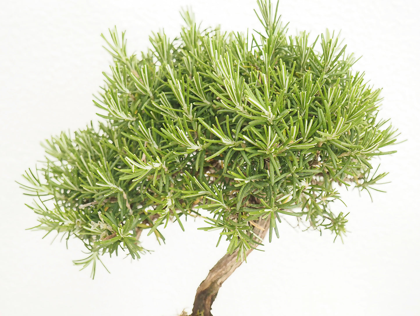 Rosemary Bonsai Kokedama