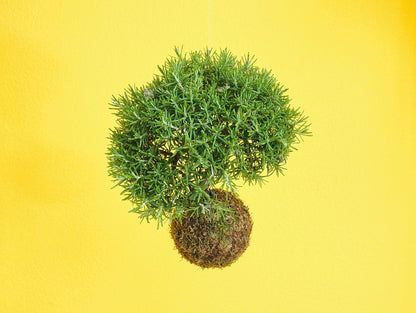 Rosemary Bonsai Kokedama