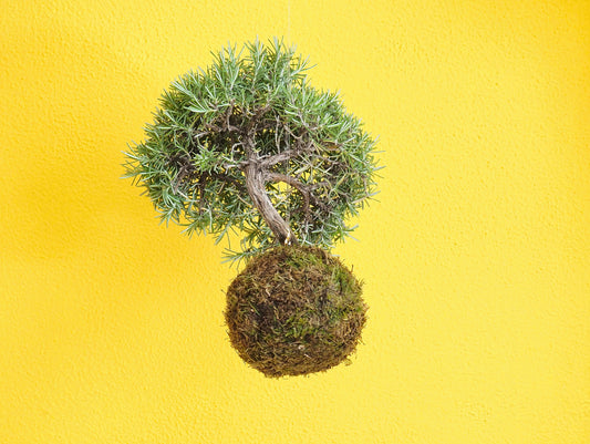 Rosemary Bonsai Kokedama