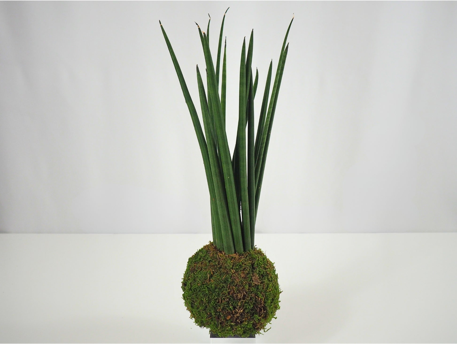 Sansevieria Cylindrica Kokedama pianta grassa