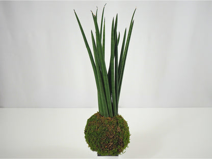 Sansevieria Cylindrica Kokedama pianta grassa