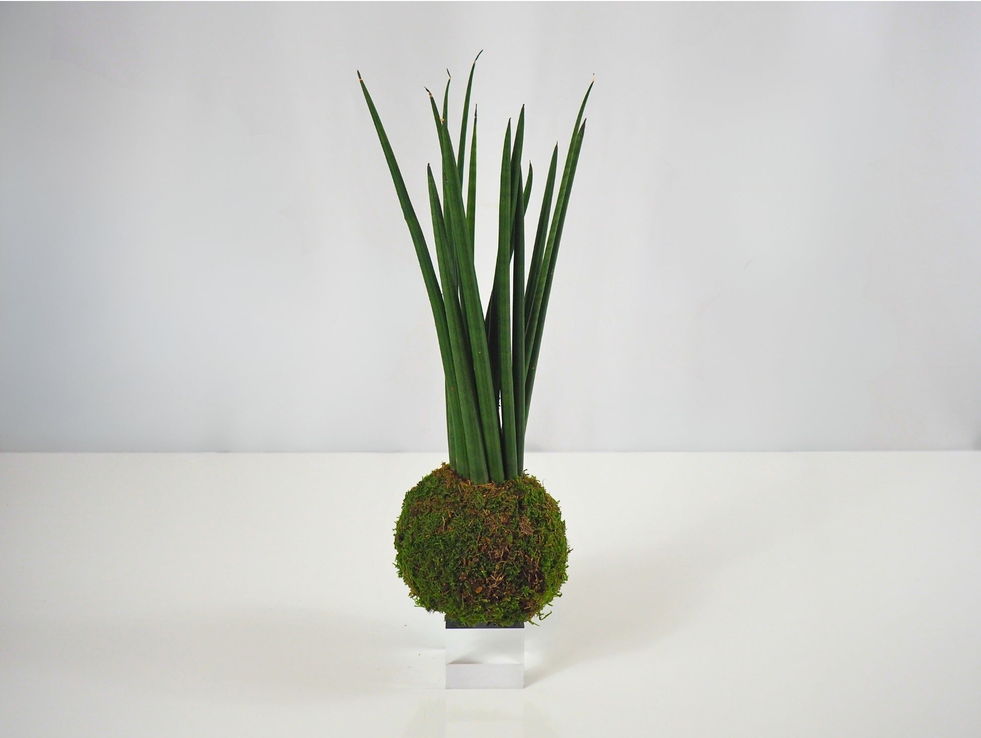 kokedama sansevieria Sansevieria Cylindrica kokedama – Greendama