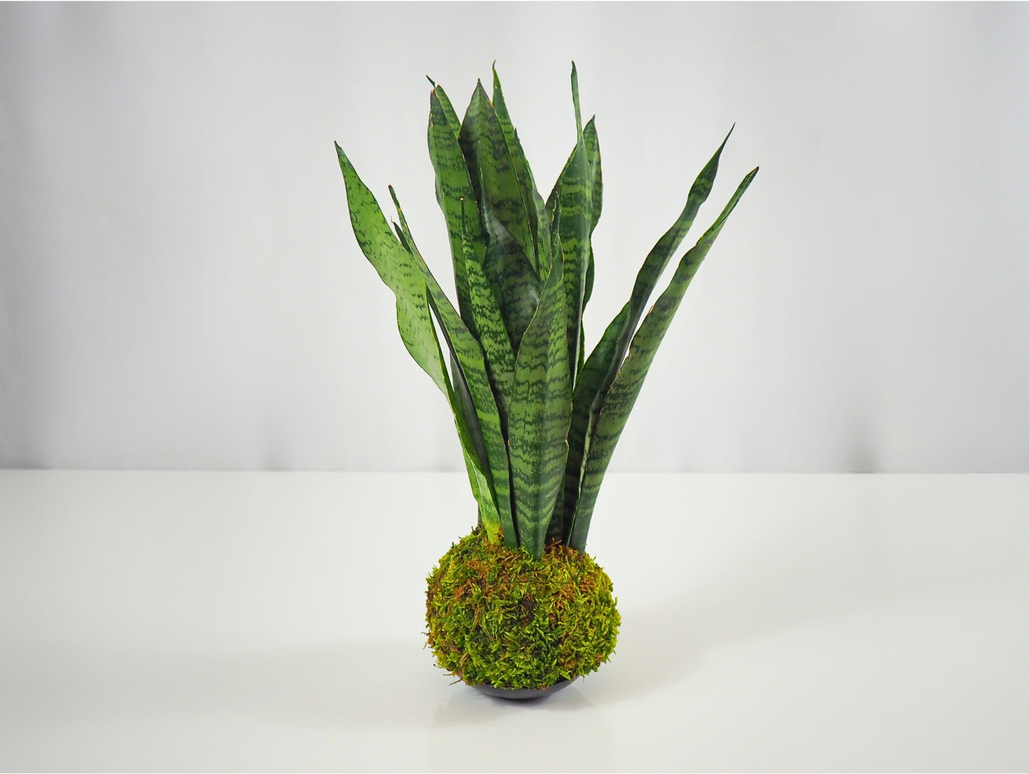 Sansevieria Zeylanica Kokedama pianta grassa