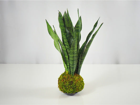 Sansevieria Zeylanica Kokedama pianta grassa