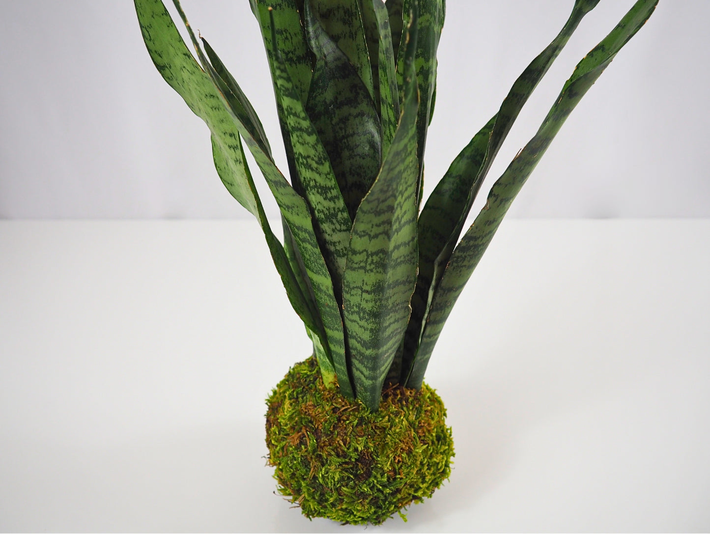 Sansevieria Zeylanica Kokedama pianta grassa