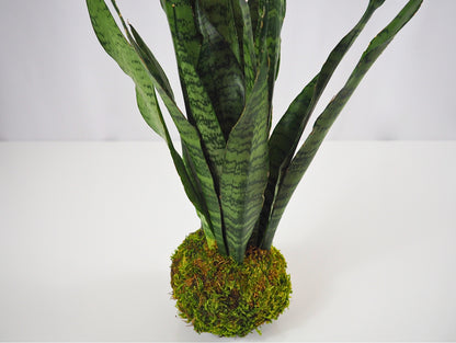 Sansevieria Zeylanica Kokedama pianta grassa