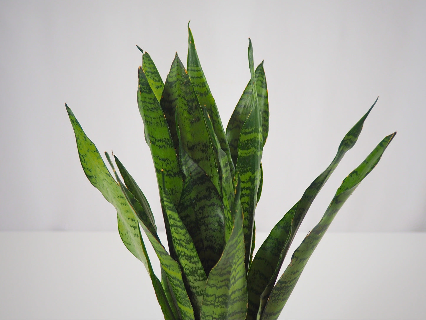 Sansevieria Zeylanica Kokedama pianta grassa