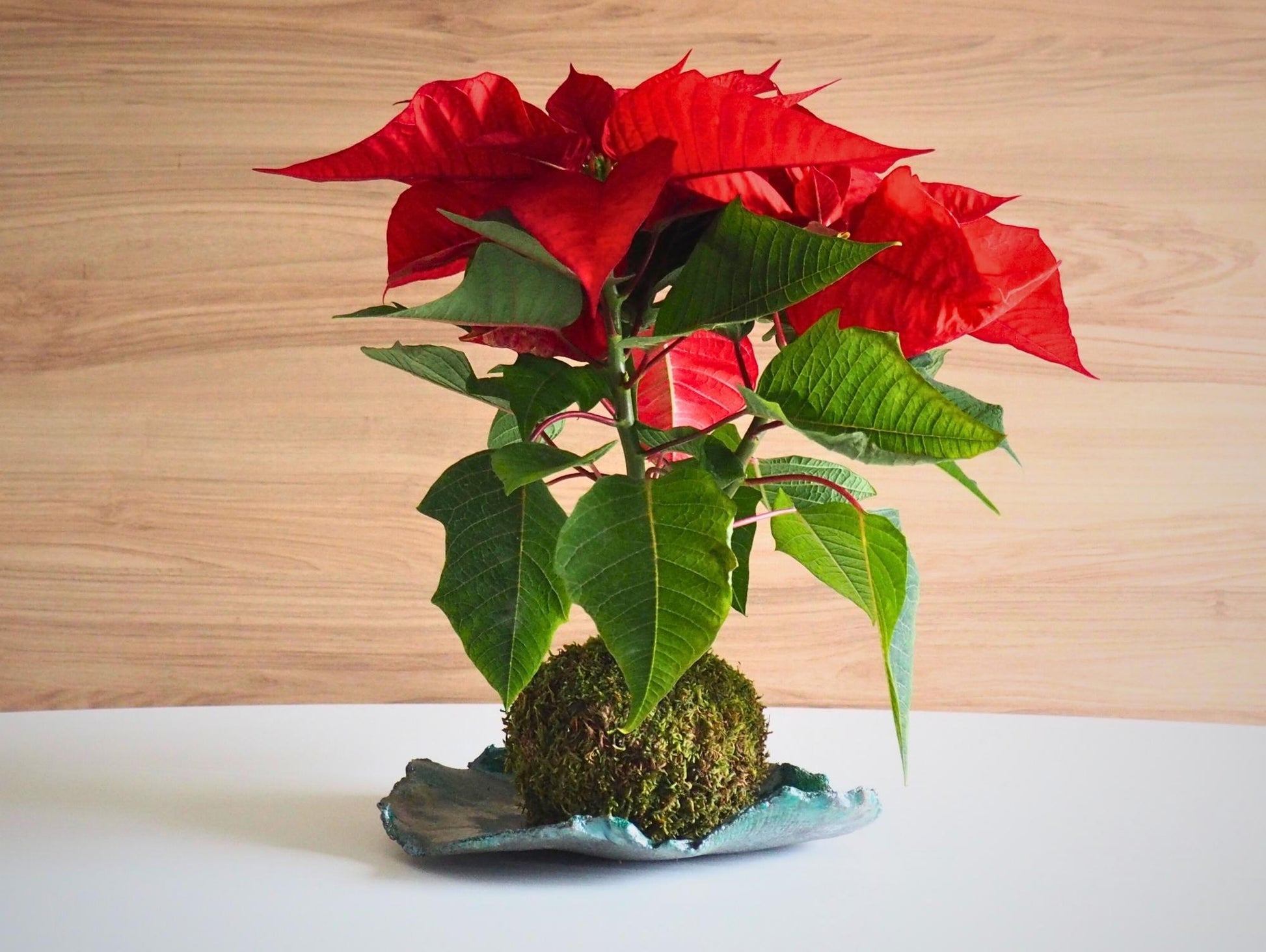 Stella di Natale Kokedama
