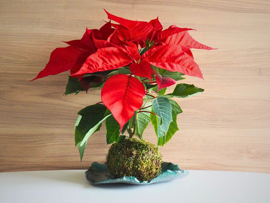 Stella di Natale Kokedama